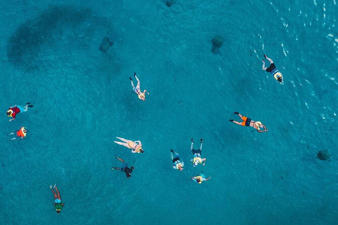 Waikiki: Turtle Canyon Snorkel - What you might see: turtles, fish, and the wildlife bonus