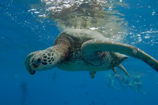 Waikiki: Turtle Canyon Snorkel - Price and value: what $68.60 gets you in Waikiki