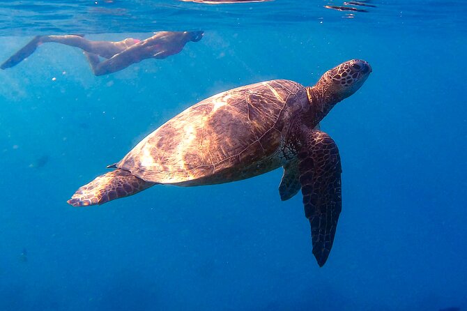 Waikiki Turtle Canyon Snorkel: Turtles Guaranteed - Turtle Canyon snorkel stop: What actually happens in the water