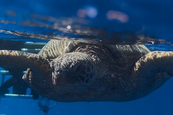 Waikiki Turtle Canyon Snorkel: Turtles Guaranteed - Gear, drinks, and the value of paying for a focused reef