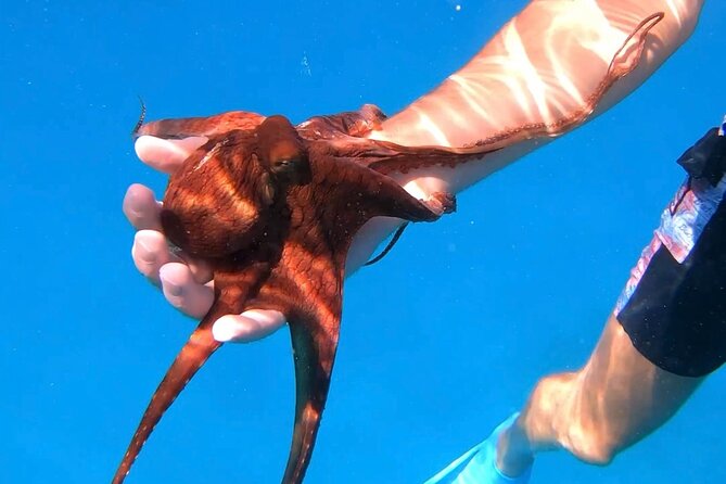 Waikiki Turtle Canyon Snorkel: Turtles Guaranteed - Crowds at Turtle Canyon: The trade-off you should accept