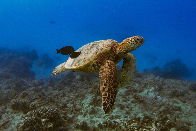 Waikiki Turtle Canyon Snorkel: Turtles Guaranteed - Getting to Island Splash Tours and not losing time