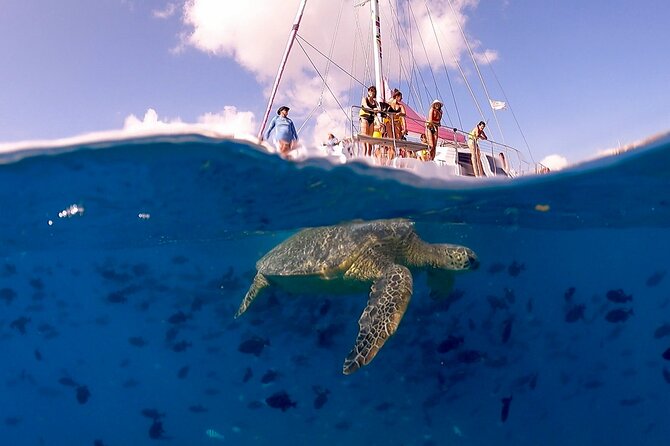 Waikiki: Turtle Canyon Snorkel - The snorkeling schedule: how the 30 to 45 minutes really works
