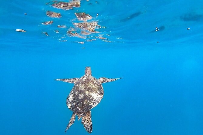 Waikiki Turtle Snorkel and Sail on Hawea Catamaran - Safety and gear: flotation help, swimming requirement, and the “comfort check”