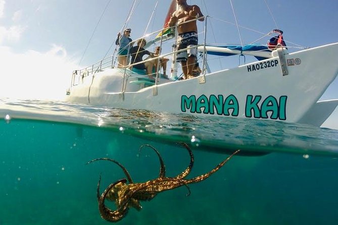 Waikiki Turtle Snorkel and Sail on Hawea Catamaran - Turtle Canyon snorkeling: sea turtles, fish cleaning stations, and shallow reef time