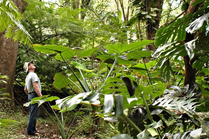 Waterfall & Rainforest Hiking Adventure with Hotel Pickup - The Road to Hana Start, Paia to Hookipa