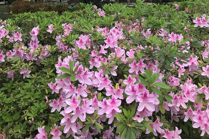 Welcome to Savannah Guided Walking Tour - Savannah in 90 Minutes, Starting at Reynolds Square