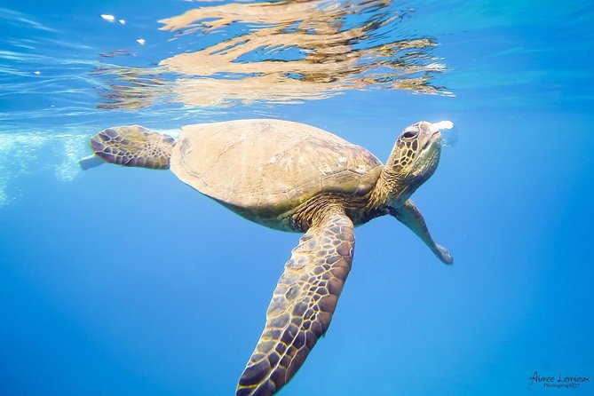West Maui Afternoon Snorkel from Ka’anapali Beach - Price and value: what you get for $156.16