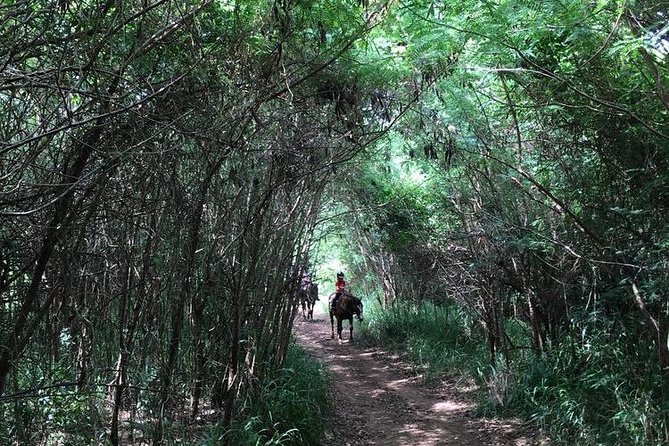 West Maui Mountain Waterfall and Ocean Tour via Horseback - The Petting Zoo Stop With Mini Horses and More