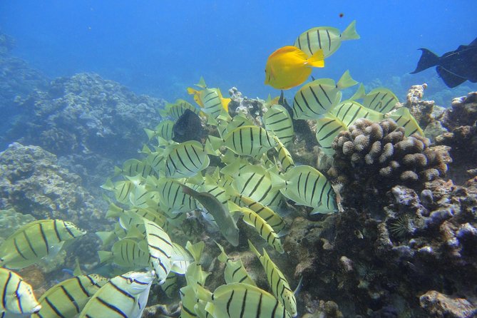 West Maui Snorkeling Experience by Boat from Ka'anapali - Stop 1: Honolua Bay for sea turtles and reef fish spotting