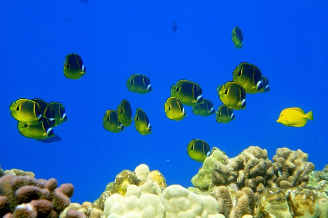 West Maui Snorkeling Experience by Boat from Ka'anapali - Wildlife guides in the water: why names like Shasta, Derek, and Miciah keep coming up