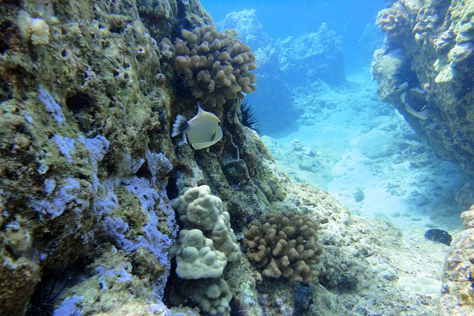 West Maui Snorkeling Experience by Boat from Ka'anapali - Getting on board smoothly: what you should plan for at the Kaanapali meeting point