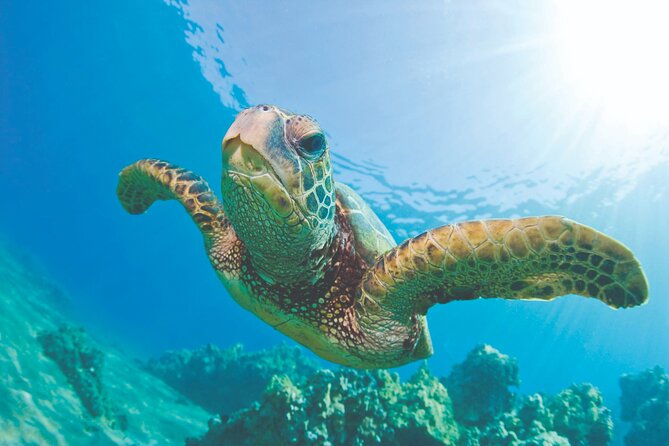 West Oahu Dolphin Watch and Snorkel Sail with Lunch - Key Highlights at a Glance