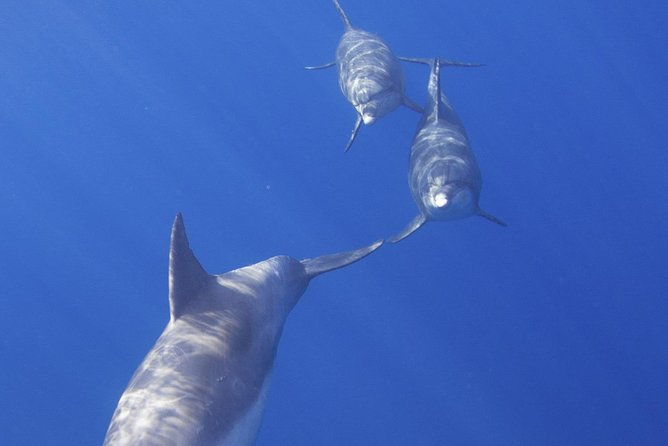 West Oahu Dolphin Watch and Snorkel Sail with Lunch - The Food and Bar Plan: Breakfast, Deli Lunch, and Real Refueling