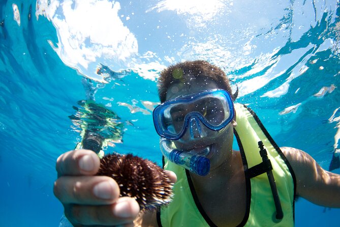 West Oahu Dolphin Watch and Snorkel Sail with Lunch - Dolphin SMART: Why Responsible Viewing Changes the Experience