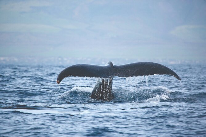 West Oahu Dolphin Watch and Snorkel Sail with Lunch - Crew and Captain: Service That Makes the Difference