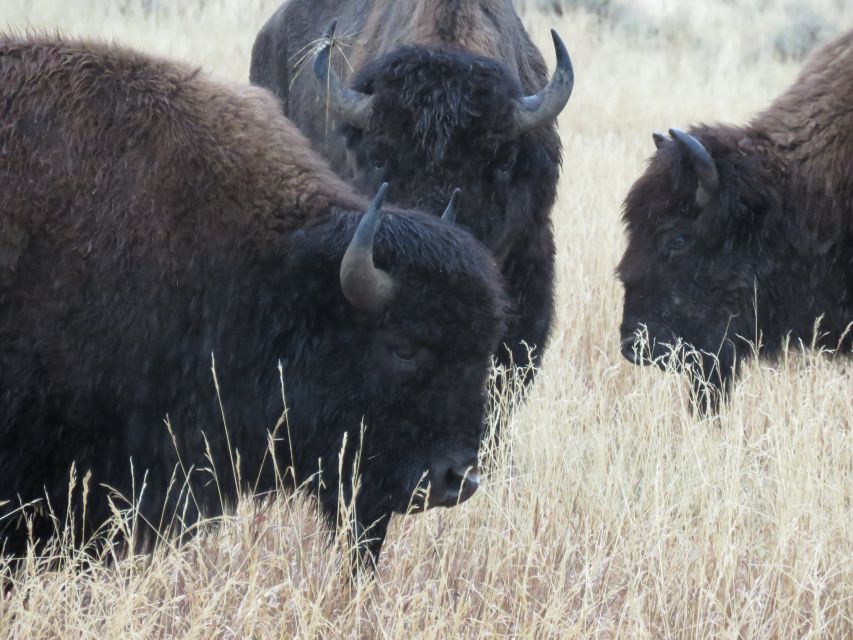 West Yellowstone: Yellowstone Day Tour Including Entry Fee - Hayden Valley: where wildlife is not guaranteed, but your chances improve