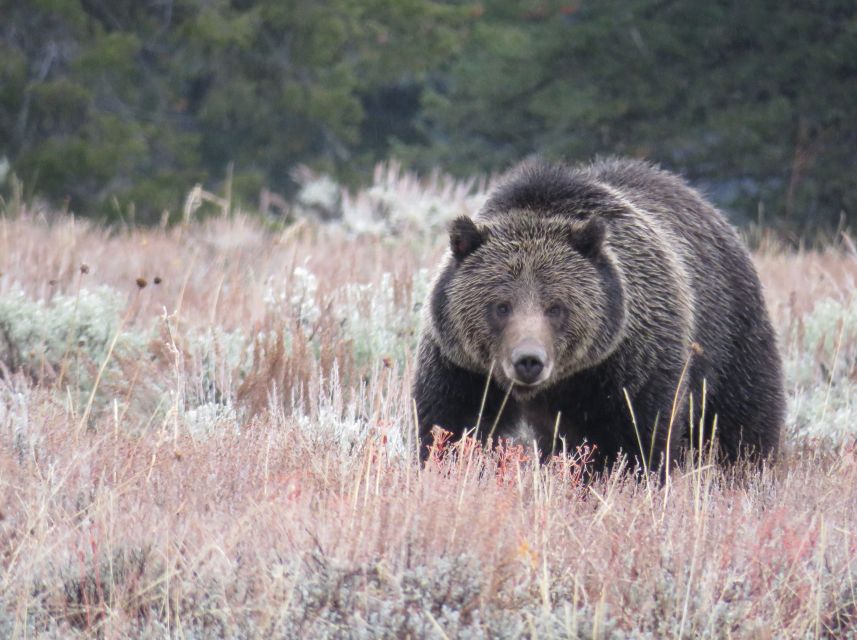 West Yellowstone: Yellowstone Day Tour Including Entry Fee - Yellowstone Lake and the extra geothermal stop that keeps the day moving