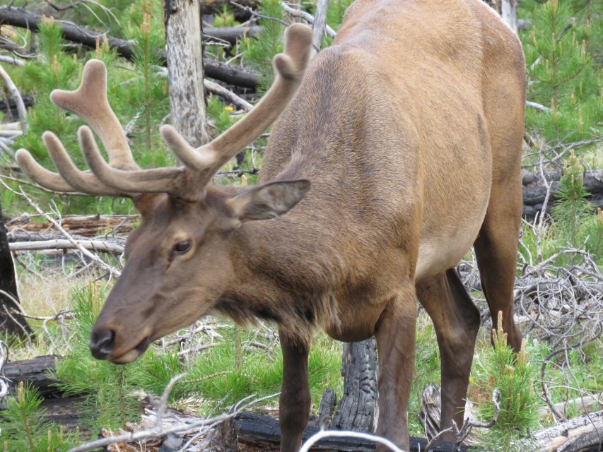 West Yellowstone: Yellowstone Day Tour Including Entry Fee - Price and value: is $375 worth it?