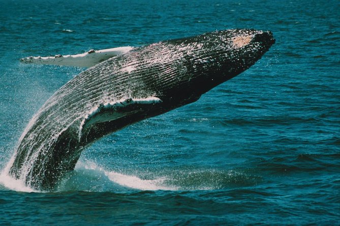 Whale and Dolphin Watching Cruise from Cape May - A 3-Hour Whale and Dolphin Cruise From Miss Chris Marina