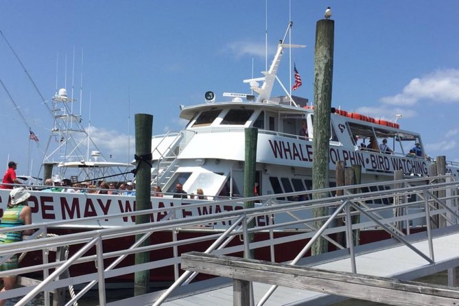 Whale and Dolphin Watching Cruise from Cape May - What the On-Board Experience Feels Like, From Upper Deck Views to Seasickness