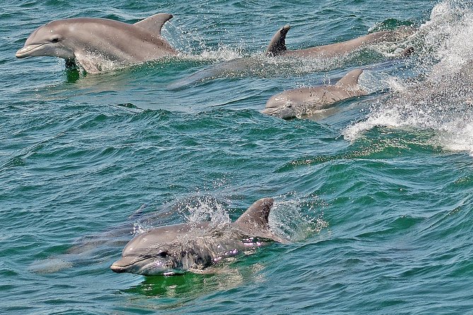 Whale and Dolphin Watching Cruise from Cape May - Bring Binoculars, and Watch Like You Mean It