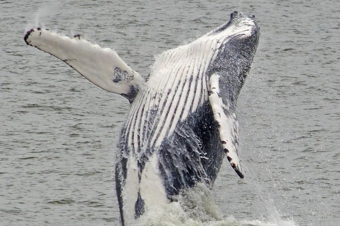Whale and Dolphin Watching Cruise from Cape May - From Parking to Departure: Practical Tips That Save Stress