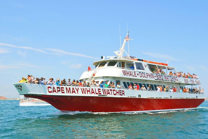 Whale and Dolphin Watching Cruise from Cape May - Cruising the Cape May Peninsula: What You Might See