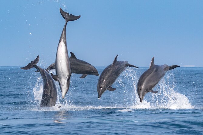 Whale-Watching Cruise from Newport Beach - Newport Beach whale watching: the short version of why it works
