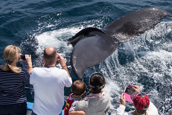 Whale-Watching Cruise from Newport Beach - Species odds by season: what you should look for when