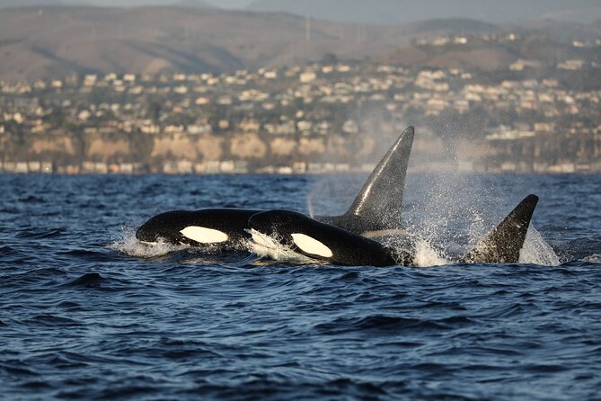 Whale-Watching Cruise from Newport Beach - The route puzzle: what the long coastline stop list really means