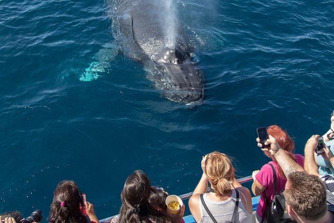 Whale-Watching Cruise from Newport Beach - What it feels like on board: time, weather, and the wind factor