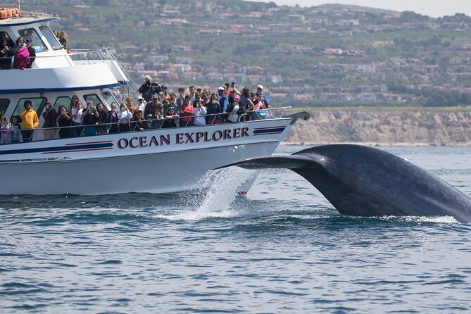 Whale-Watching Cruise from Newport Beach - Price and value: is $31 a smart use of your day?