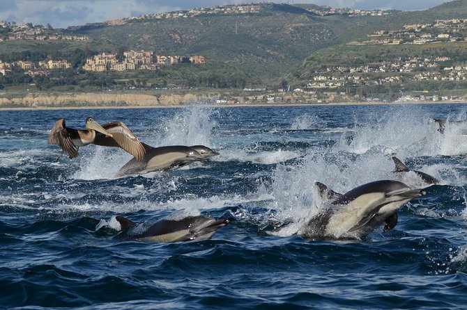 Whale-Watching Cruise from Newport Beach - When you see whales versus when you see dolphins: managing expectations