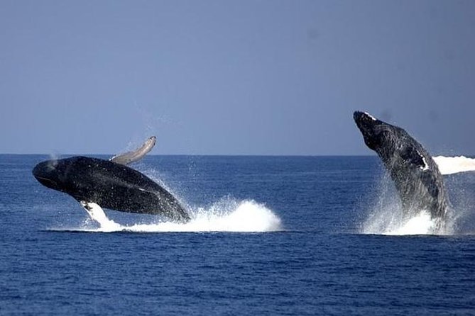 Whale-Watching Cruise from Newport Beach - Who should book this cruise, and who might skip it