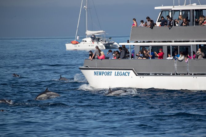 Whale-Watching Cruise from Newport Beach - The boat, the crew energy, and the luxury upgrade