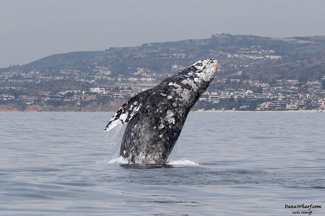 Whale Watching Excursion in Dana Point - Key highlights at a glance