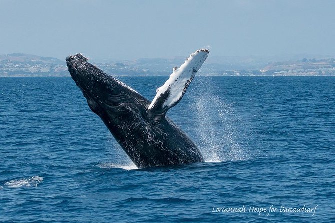 Whale Watching Excursion in Dana Point - Meeting at Golden Lantern and getting settled on board