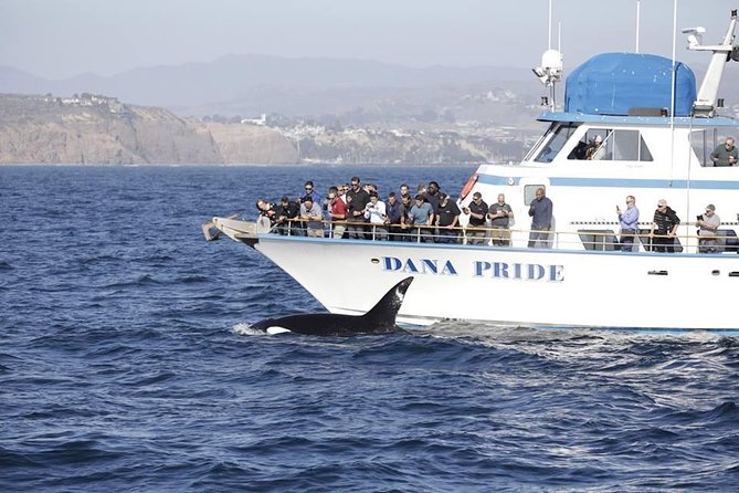 Whale Watching Excursion in Dana Point - Who you’re scanning for: whales, dolphins, sea lions