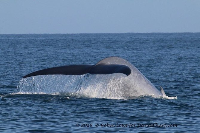 Whale Watching Excursion in Dana Point - What to do if you come back whale-light