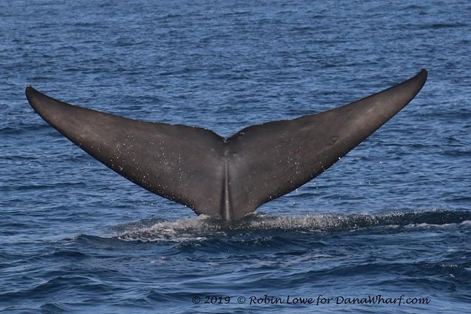 Whale Watching Excursion in Dana Point - Deck vs cabin: how to dress and where to sit
