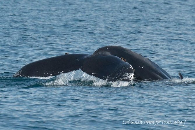 Whale Watching Excursion in Dana Point - The crew experience: narration, spotting help, and onboard energy
