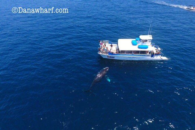 Whale Watching Excursion in Dana Point - How long it lasts and why that matters for family planning