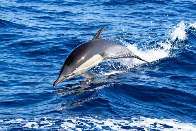 Whale Watching Excursion in Dana Point - The 2-hour rhythm: from boarding to the spotting zone