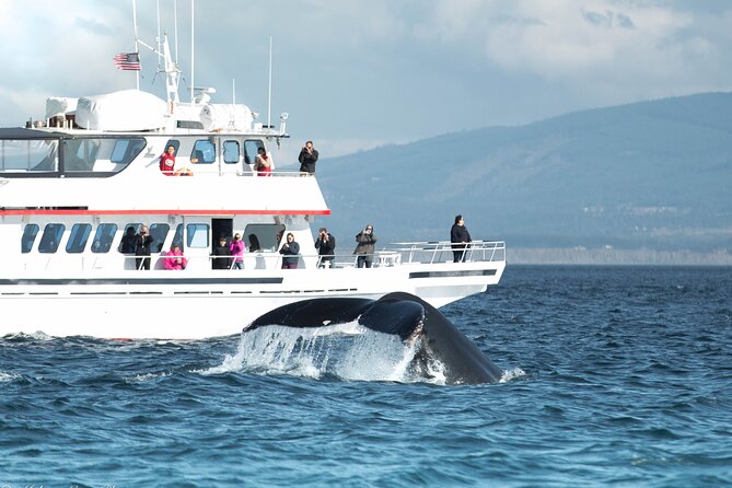 Whale Watching from Friday Harbor - Key Things To Know Before You Go Whale Watching Off Friday Harbor