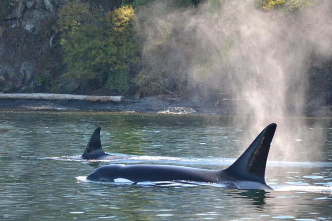 Whale Watching from Friday Harbor - Friday Harbor and San Juan Island, the Orca Shortcut That Still Feels Wild