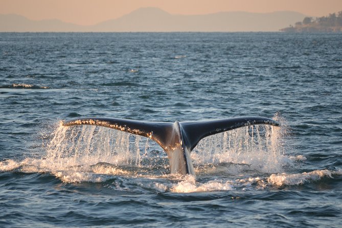 Whale Watching from Friday Harbor - Price and Value: Is $135 a Fair Deal for 4 Hours on Orca Water?
