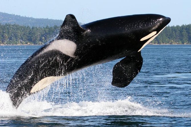 Whale Watching from Friday Harbor - What to Wear and Pack for a Better Viewing Day