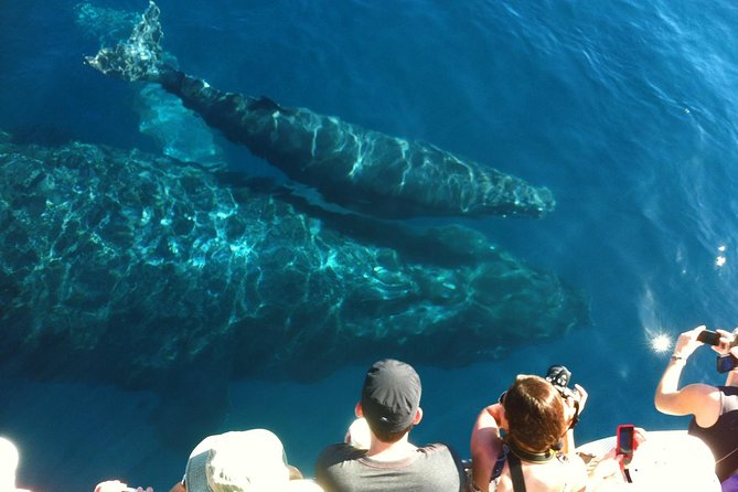 Whale Watching from Ma'alaea Harbor - Maalaea Harbor and What You’re Really Buying for $82.65