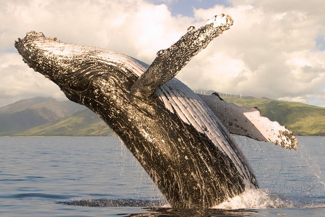 Whale Watching from Ma'alaea Harbor - The Two-Part Day: Maui Ocean Center First, Harbor Whales Second